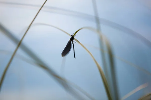 Μακροεντολή Του Προφίλ Dragonfly Μίσχο Χόρτο Στέλεχος — Φωτογραφία Αρχείου