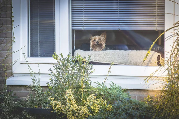 Küçük Yorkshire köpek bir pencerenin arkasından merakla bakıyor, Amsterdam, Hollanda