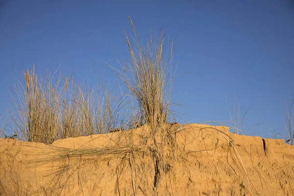 Dune Växter Toppen Gyllene Sanddyn Med Blå Himmel Som Bakgrund — Stockfoto