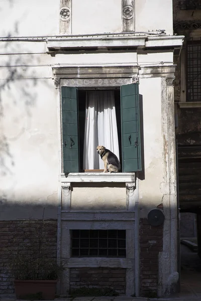 Cane Che Riposa Sotto Sole Una Finestra Venezia — Foto Stock