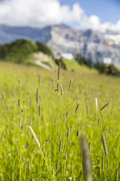 Bucolic Green Summer Alpine Landskap Schweiziska Alperna Mountain Massif Canton — Stockfoto