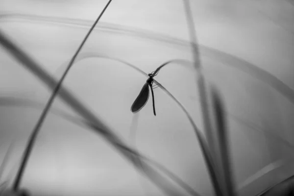 Makro Der Profillibelle Auf Einem Stamm Grashalm — Stockfoto