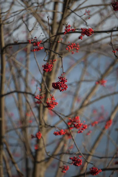 红色接骨木莓 果实红色 没有叶子 — 图库照片