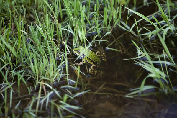 Πράσινο Βάτραχος Κολύμπι Ένα Κουπί — Φωτογραφία Αρχείου