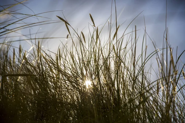 Pasto Dunas Viento Una Tarde Soleada Verano — Foto de Stock