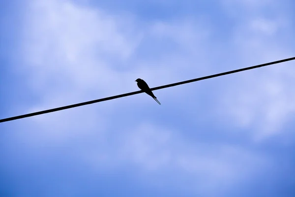 Silhouette Little Swallow Perched Single Electric Wire Dawn Blue Sky — стоковое фото