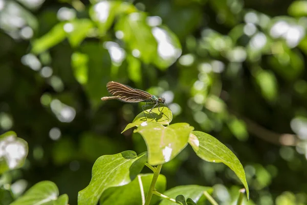 Blaue Libelle Ruht Friedlich Auf Einem Blatt — Stockfoto