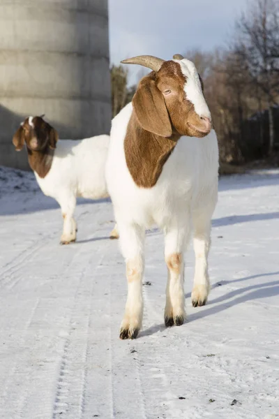 Cabras Africanas Una Granja Nordland Noruega — Foto de Stock