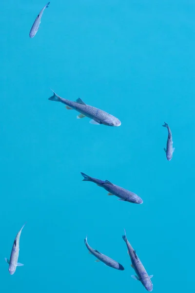 Fish Beautiful Lake Plitvice Lakes National Park Croatia — Stock Photo, Image