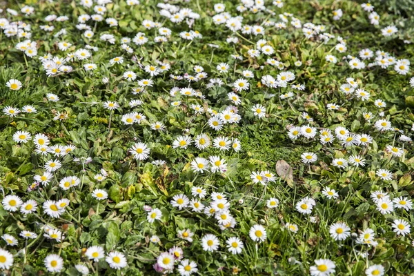 Groene Weide Met Bloeiende Oxeye Madeliefjes Bloemen — Stockfoto