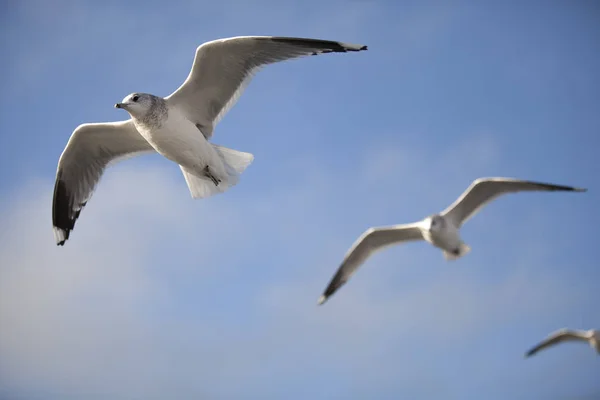 Uccelli Marini Volano Contro Cielo Blu — Foto Stock