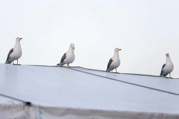 Perched Seagulls Roof — Stock Photo, Image