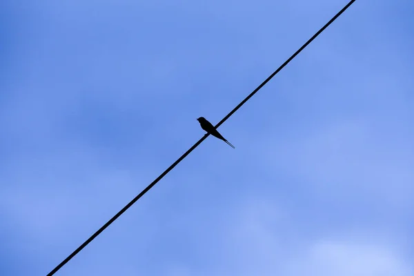 Silhouette Little Swallow Perched Single Electric Wire Dawn Blue Sky — стоковое фото
