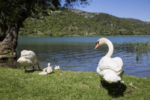 Bir Gölün Kıyısında Küçük Bebek Civciv Ile Kuğu Ailesi — Stok fotoğraf