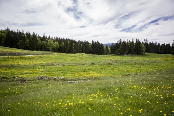 Çiçek açan yeşil çayırile pastoral dağ manzarası, Jura, İsviçre
