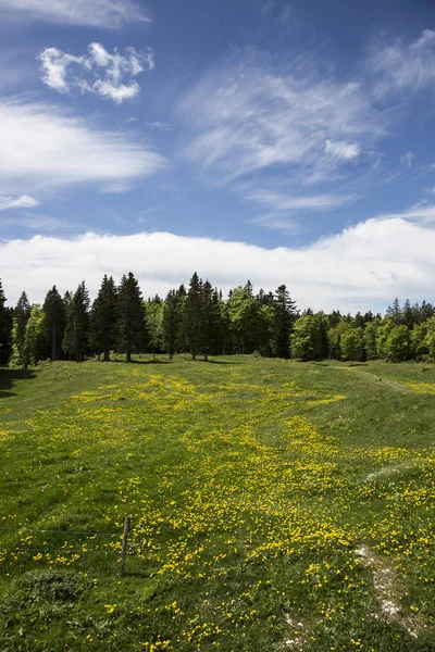 Bucolická Horská Krajina Kvetoucí Zelenou Loukou Jura Švýcarsko — Stock fotografie