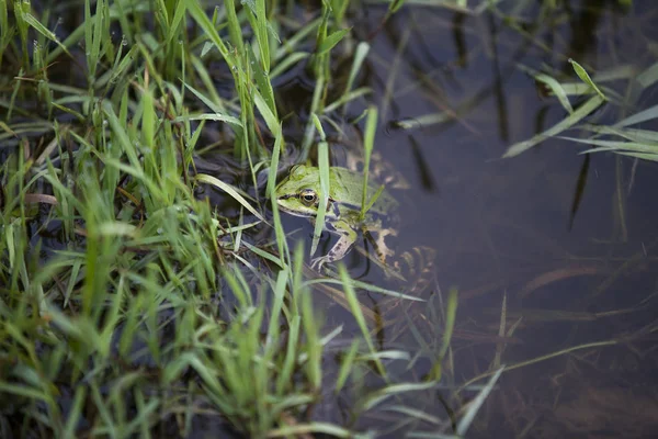 Grenouille Verte Nageant Dans Une Pagaie — Photo