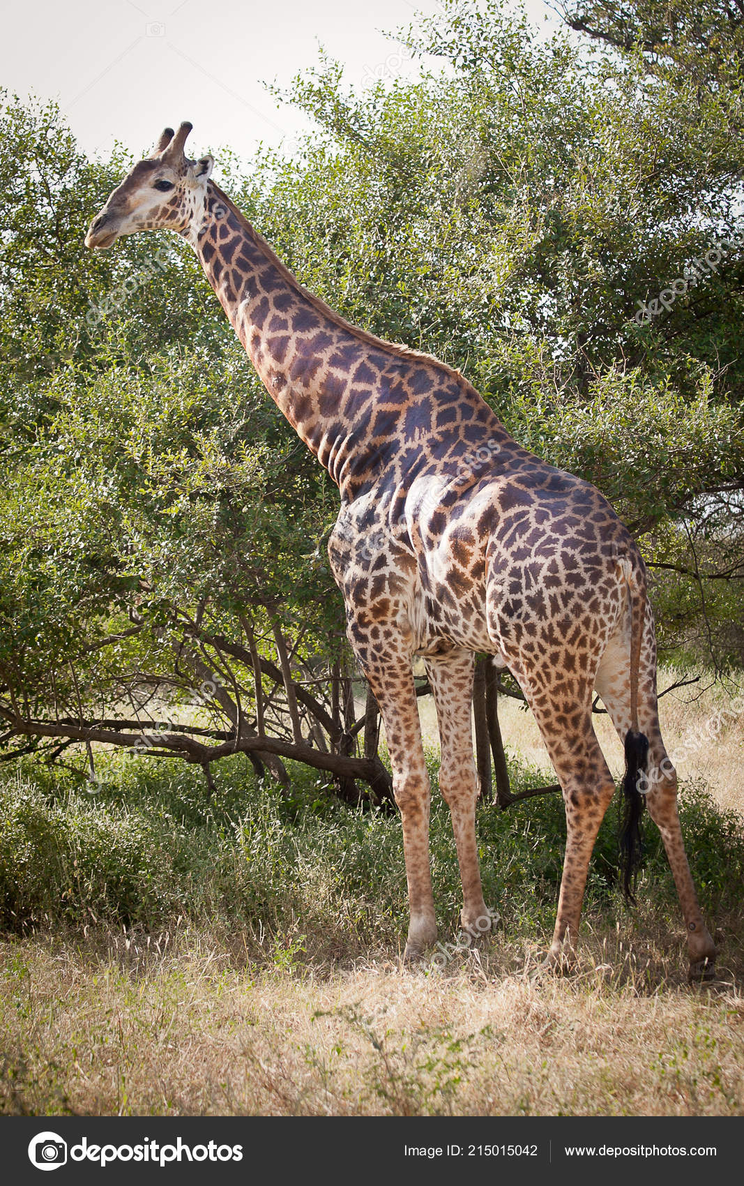 Girafe manger des feuilles images libres de droit, photos de Girafe manger  des feuilles | DepositPhotos, image size:1067x1700