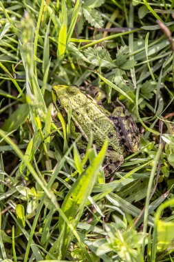 Çimlerde yeşil kurbağa