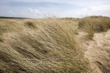Fransa 'nın Vendee şehrinde L' aiguillon sur Mer sahilinde kumullar