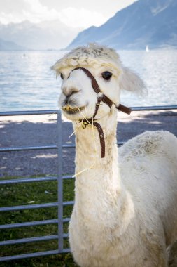 komik alpaka gülümseme ve dişler; beyaz lama yakın çekim