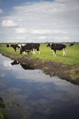 Hollanda Holstein süt tarlada otlatma, Hollanda