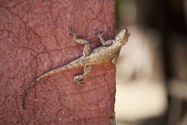 Terracotta ocher duvarındaki kertenkele