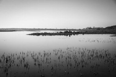 doğa rezerv Casse de la Belle Henriette de lagün siyah ve beyaz görüntü deniz Şubat 2010'da fırtına Xynthia sonra dike geçti kten sonra kurtarıldı