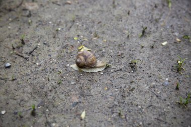 salyangoz yavaş yavaş çamurlu zeminüzerinde hareket