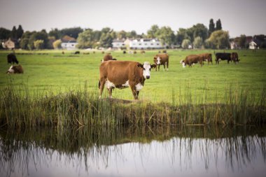 Hollanda Holstein süt tarlada otluyor, Hollanda