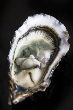 Siyah arka planda açık istiridye