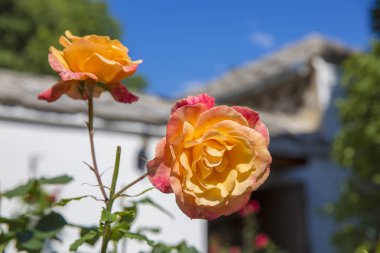Arka planda beyaz bir duvar evi ve mavi gökyüzü ile turuncu güller