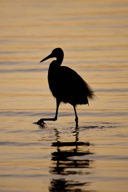 Gün batımında bir balıkçıl gölgesi, Sine Saloum delta, Delta