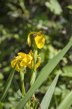 Yeşil yapraklı kontrastlı sarı Iris çiçekleri