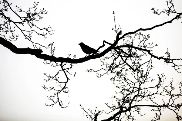 Černá Silueta Havrana Sedícího Holých Větvích Stromu — Stock fotografie