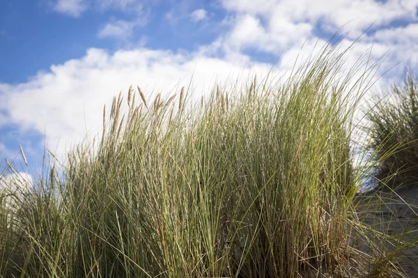 Dune Grass Wind Sunny Afternoon Summer — Stock Photo, Image
