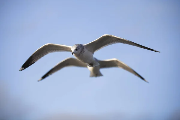 Uccelli Marini Volano Contro Cielo Blu — Foto Stock