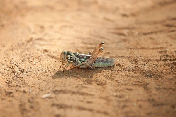 Gräshoppa Senegal Afrika Närbild — Stockfoto