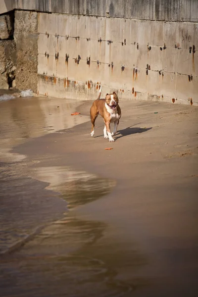 Perro Jugando Agua — Foto de Stock