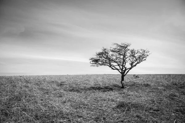 Černý Bílý Malý Mrtvý Strom Suché Žluté Travnaté Návrší Jasným — Stock fotografie