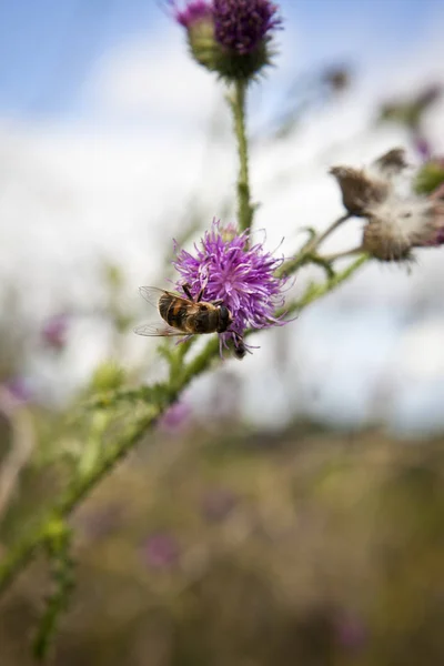 Biene Auf Der Futtersuche Einem Blütenkopf Der Milchdistel — Stockfoto