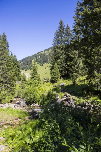 Bucolic Zielone Lato Alpejski Krajobraz Alpy Szwajcarskie Masyw Górski Canton — Zdjęcie stockowe