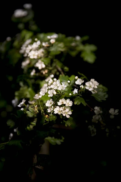 Grenar Med Gröna Blad Och Vita Blommor Blommar — Stockfoto