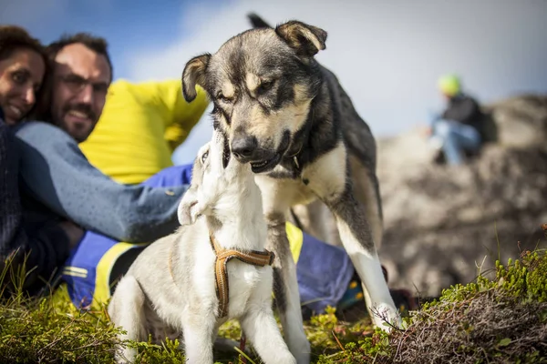 Traena Noruega Julio 2015 Personas Audiencia Con Sus Perros Cachorro — Foto de Stock