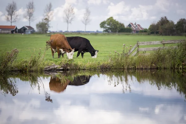 Hollanda Holstein süt tarlada otluyor, Hollanda