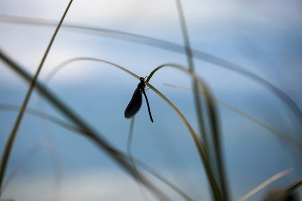 Makro Der Profillibelle Auf Einem Stamm Grashalm — Stockfoto