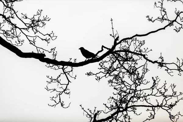 Černá Silueta Havrana Sedícího Holých Větvích Stromu — Stock fotografie