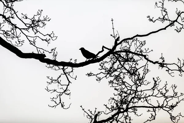 Silhueta Preta Corvo Empoleirado Nos Ramos Nus Uma Árvore — Fotografia de Stock