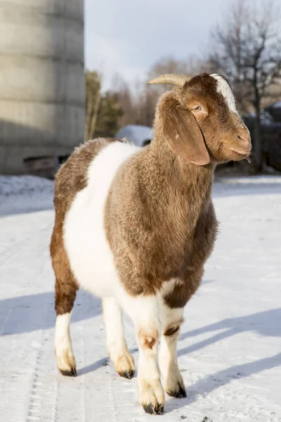 Cabra Africana Una Granja Nordland Noruega — Foto de Stock