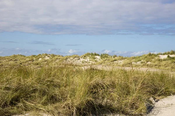 Seaside Landskap Med Sanddyner Med Gräs Ameland Island Nederländerna — Stockfoto